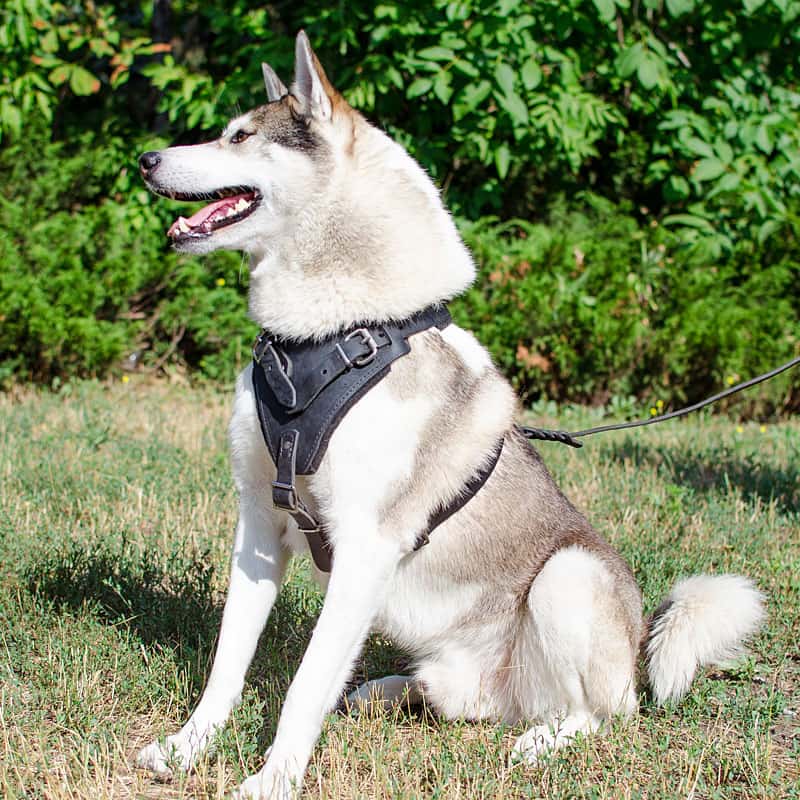 Кожаная черная шлейка для западносибирской лайки «Working Dog»
